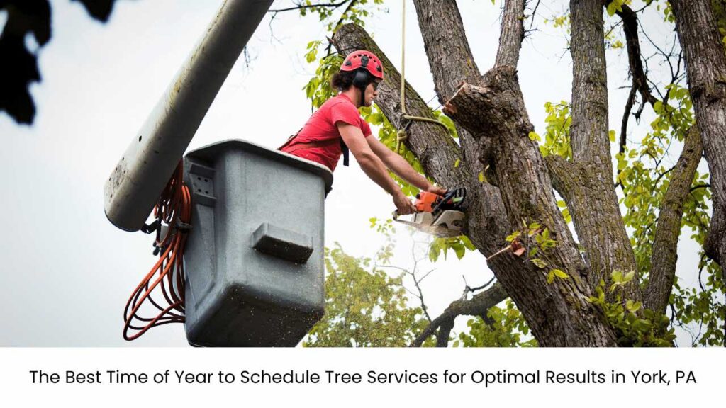 The Best Time of Year to Schedule Tree Services for Optimal Results in York, PA