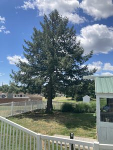 How Tree Root Systems Impact York, PA Homes and Infrastructure