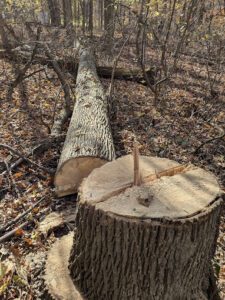 Tree Hazard Assessment Checklist York, PA