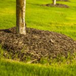 Tree Mulching Tips for York, PA Properties