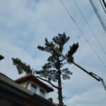 Tree Risk Assessments Before Property Purchases in York, PA