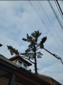 Tree Cutting near a home in York Pa by Oath Keepers Tree Care