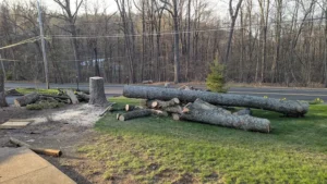 How Much Does It Cost to Cut Down a Tree in Pennsylvania