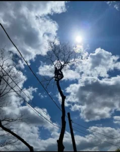 How Much Does It Cost to Remove a 20 ft Tree