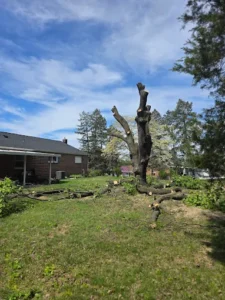 What Is The Average Cost Of Having A Large Tree Removed In York