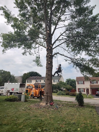 Oathkeepers Tree Care arborist suspended in a harness while removing large tree branches during a professional tree service job at a residential property in York, Pennsylvania, with equipment and service trucks visible nearby